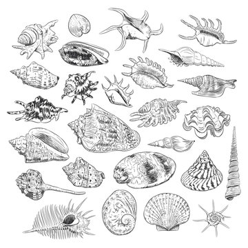 Unique museum collection of sea shells rare endangered species, molluscs Gastropoda Bivalvia Venus comb murex Corculum cardissa Tridacna squamosa Muricidae black contour on white background. Vector