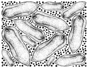 Obraz premium Hand Drawn Background of Fresh Papaya Fruits