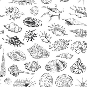 seamless pattern Unique museum collection of sea shells rare endangered species, molluscs Gastropoda Bivalvia Venus comb murex Tridacna squamosa Muricidae black contour on white background. Vector