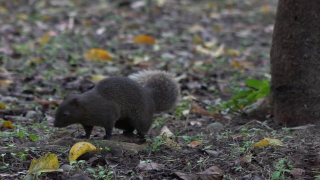 Slow Motion of A Cute Pallas's Squirrel Walking and Jumping, Feel Curious On The Floor Of The Daan Park Forest, Taipei-Dan
