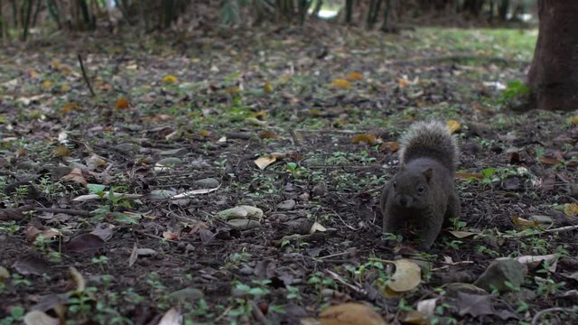 Slow Motion of A Cute Pallas's Squirrel Walking and Jumping, Feel Curious On The Floor Of The Daan Park Forest, Taipei-Dan