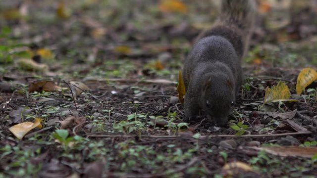 Slow Motion of A Cute Pallas's Squirrel Walking and Jumping, Feel Curious On The Floor Of The Daan Park Forest, Taipei-Dan