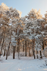 winter forest with snow-covered branches of trees. fairy beauty.