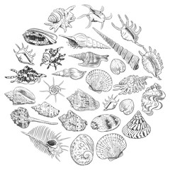 Summer concept with Unique museum collection of sea shells rare endangered species, molluscs black contour on white background. Circle wreath card banner design with space for text. Vector