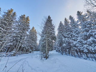 Obraz premium a coniferous forest in winter