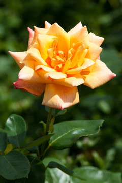 Blooming roses, flower