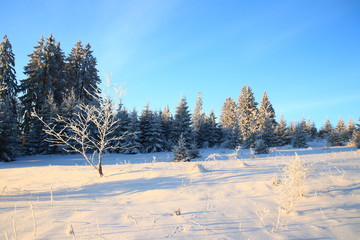 Cold winter morning on mountain, pine forest and blue 