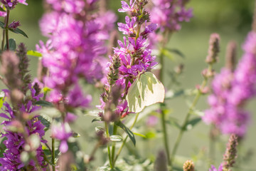 Green butterfly on pink flowers 
