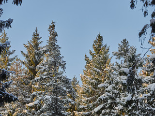 a coniferous forest in winter