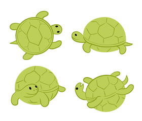 green tortoises