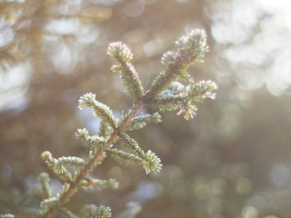 spruce twigs in the snow. winter