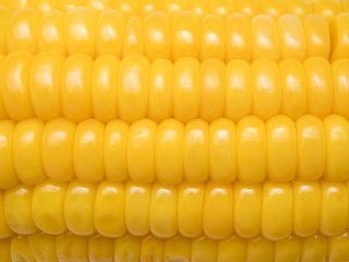 Boiled sweet corn background
