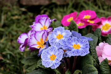 Closeup view colorful flower primrose ,primula vulgaris.Primula is an spring flower. View from above of floral pattern. Primula is a genus of herbaceous flowering plants . Blurred background.