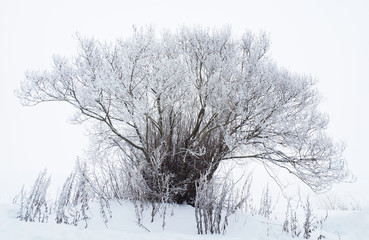 tree on the lake shore in winter