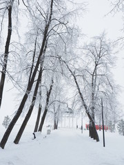 forest in winter