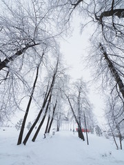 forest in winter