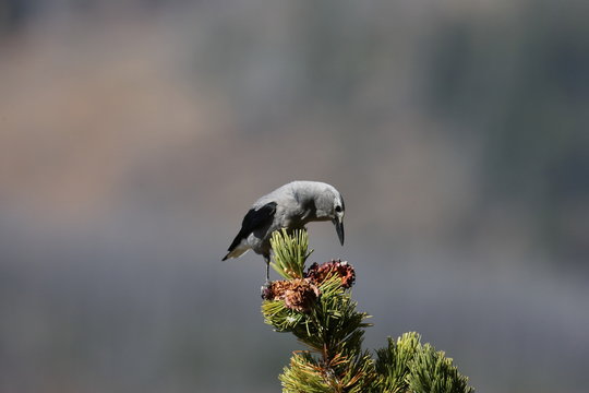 Clarks Nutcracker Yellowstone NP 