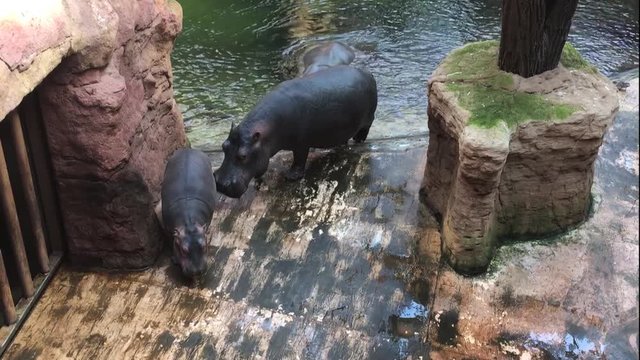 A family of hippos with a baby calf out of the pool at the Zoo in Poland