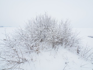 Fototapeta na wymiar tree on the lake shore in winter