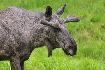 Elchbulle im Regen