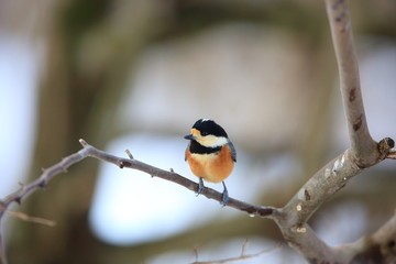 Fototapeta premium Varied tit (Parus varius) in Japan
