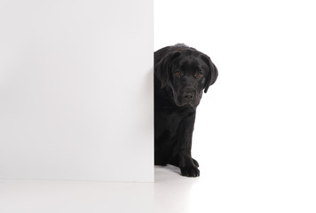 Black golden labrador retriever dog isolated on white background. Studio shot.