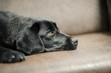 Labrador dog on sofa