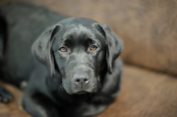 Labrador dog on sofa