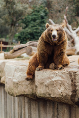 Brown bear sitting on a rock
