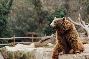 Brown bear sitting on a rock