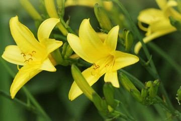 Yellow Day lily flower or Hemerocallis blooming