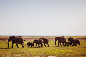 Elephant family on savannah