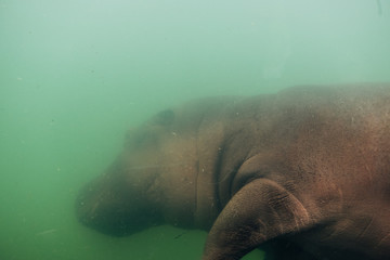 under water hippopotamus 
