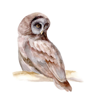 Watercolor owl on isolated background. Template for design