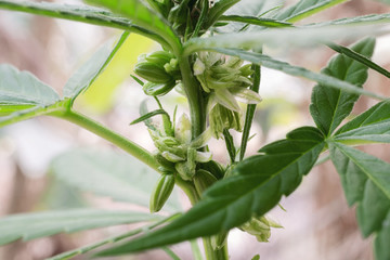 Obraz premium marijuana weed smoking close up on background