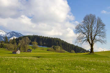 Allg&auml;u - Fr&uuml;hling - Blumen - Berge - Beilenberg - April