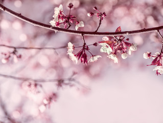 branches with white delicate spring flowers of fruit tree. Cherry flowering.  Vintage style hipster.
