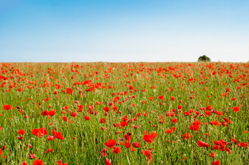Wild Poppy Field with Tree in Distance and Blue Sky