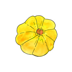 Cocoa fruit watercolor illustration