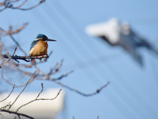 kingfisher living in town / 都会に暮らすカワセミ