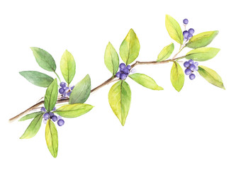 Watercolor branch with purple berries on Isolated background. Element for design illustrations, posters, wedding compositions.