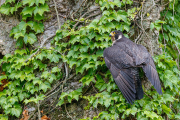 新緑とハヤブサ