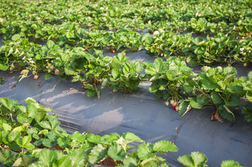 Obraz na płótnie Canvas Strawberry farm raw garden sprinkler implant soil with plastic guard protect in clod weather