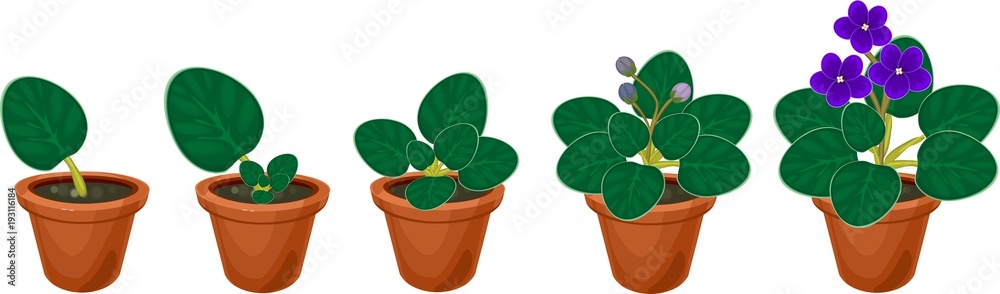 Sticker stages of vegetative reproduction of african violets (saintpaulia). sequence of stages of plant grow - Stickers