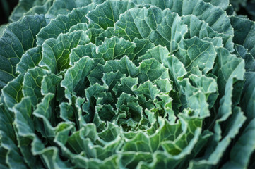 Close up green cabbage beautiful dew cold weather background, top view