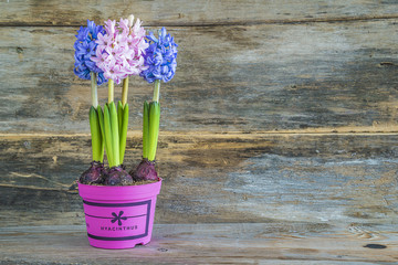 Spring blue and pink flowers in purple pot on old wooden background with copy space
