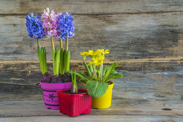 Spring flowers in multicolored pots on old wooden background