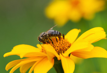 Honeybee and yellow flower.