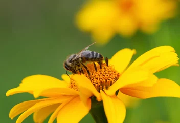 Fotobehang Honingbij en gele bloem. © Ludmila Smite