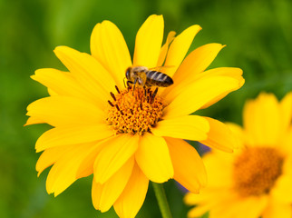 Honeybee and yellow flower.